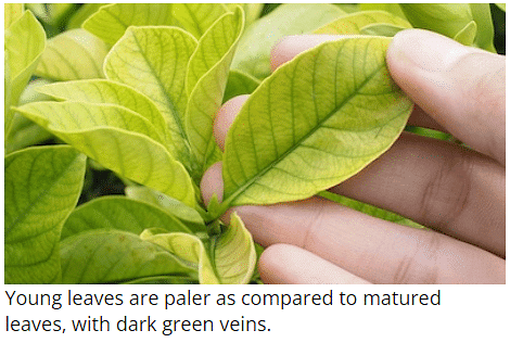 Mineral Deficiencies | Botany Optional for UPSC