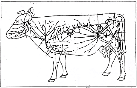 Fig: Diagram showing the lymph nodes of the ox