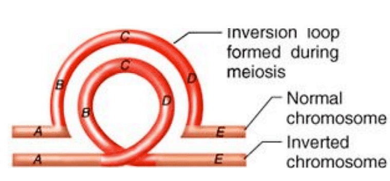 Structural Variations in Chromosomes | Botany Optional for UPSC