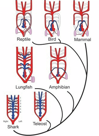Circulatory System | Zoology Optional Notes for UPSC