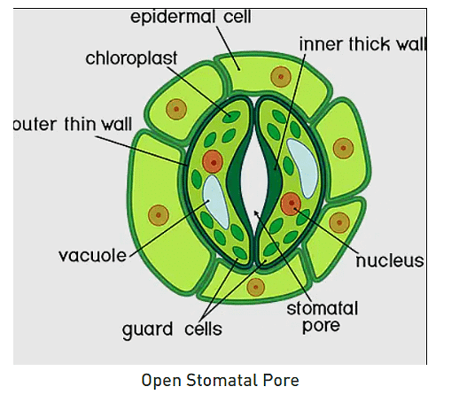 Stomata and their types | Botany Optional for UPSC