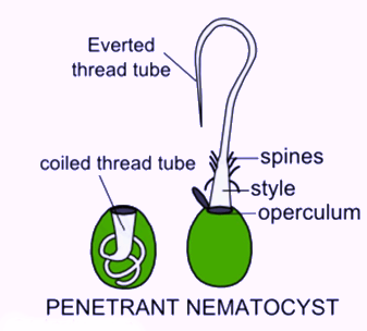 Cnidaria: Defensive structures and their mechanism | Zoology Optional Notes for UPSC
