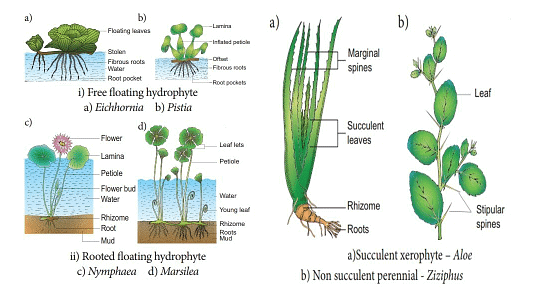 Ecosystem : Ecological Adaptation | Zoology Optional Notes for UPSC