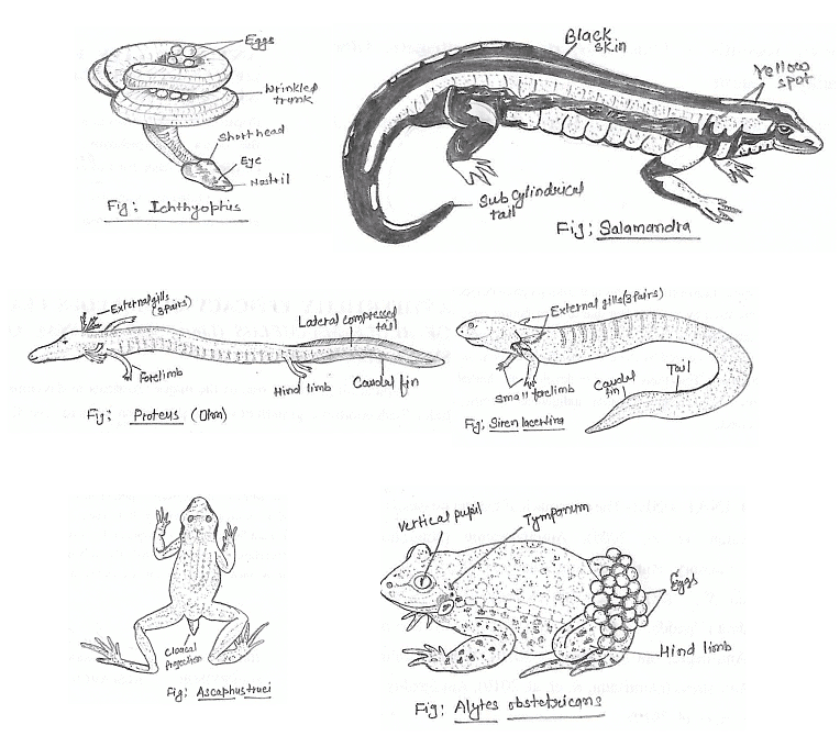 Summarize the Characteristics of Each Order of Amphibians: Ultimate Guide