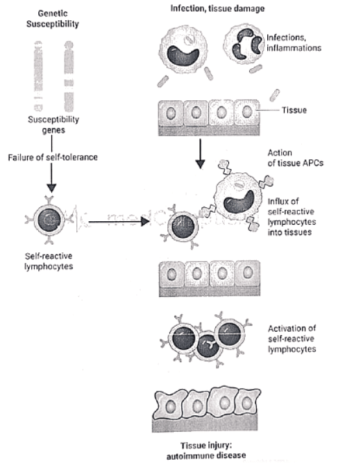Immunology | Medical Science Optional Notes for UPSC
