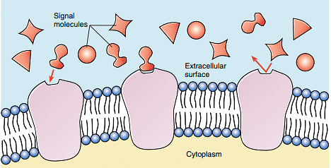 Cell-Cell Interactions | Zoology Optional Notes for UPSC