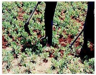 Methods of Weed Control | Agriculture Optional for UPSC