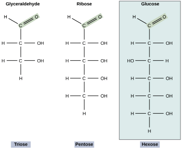 Structure and Role of Carbohydrates | Zoology Optional Notes for UPSC