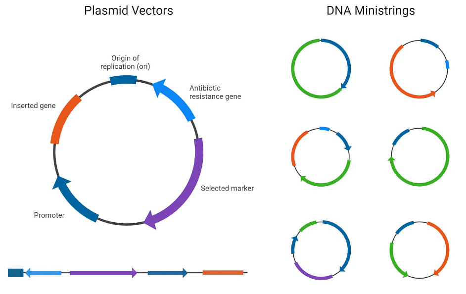 DNA Cloning | Zoology Optional Notes for UPSC