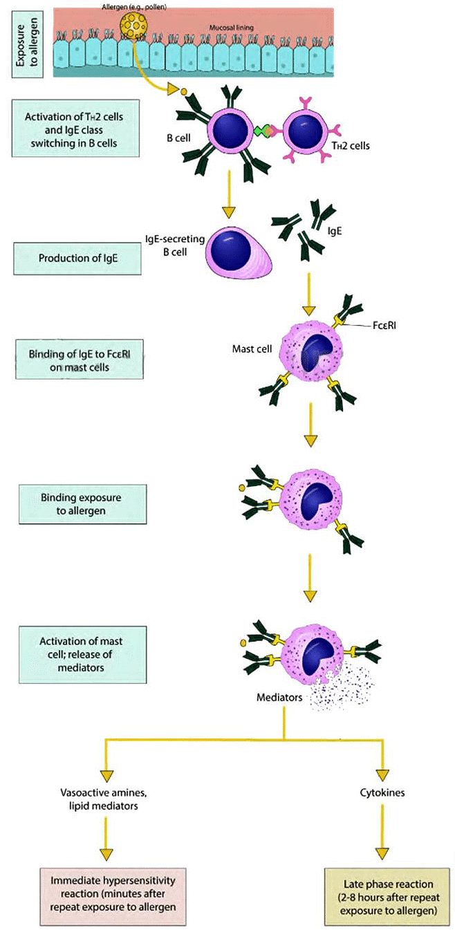 Hypersensitivity Reactions | Medical Science Optional Notes for UPSC