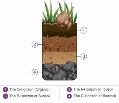 Soil profile | Geography Optional for UPSC