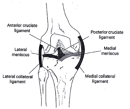 Knee Joint | Medical Science Optional Notes for UPSC