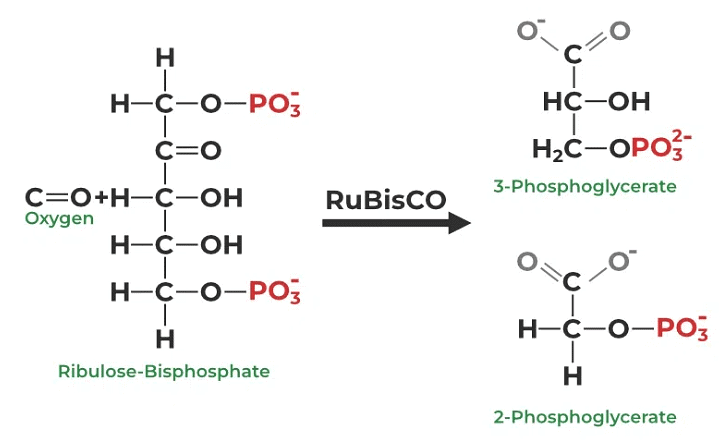 Electron transport chain, Oxidative phosphorylation & Photorespiration | Botany Optional for UPSC