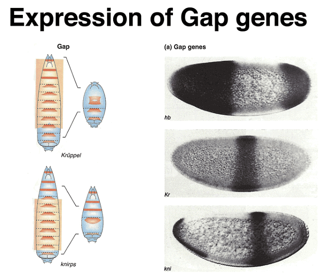Development of Genetics | Botany Optional for UPSC