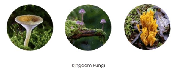 Structure and Reproduction of Fungi | Botany Optional for UPSC