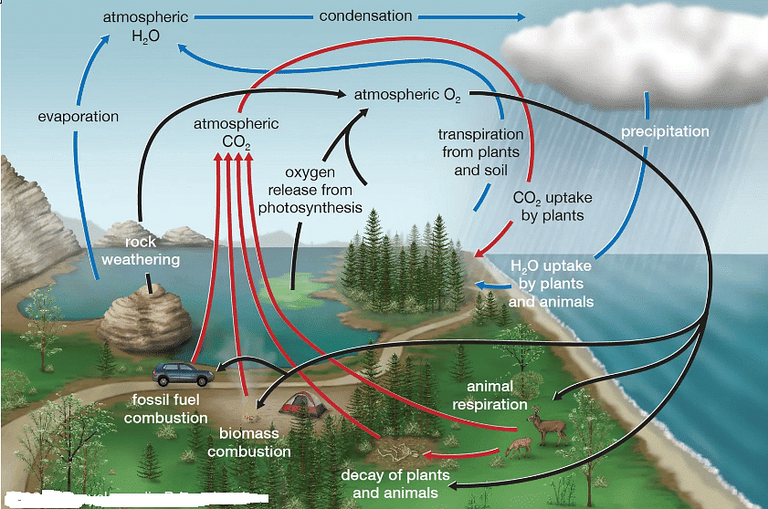 Oxygen Cycle