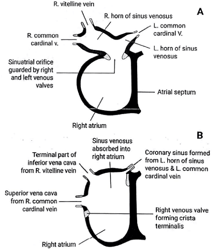 Embryology - 1 | Medical Science Optional Notes for UPSC