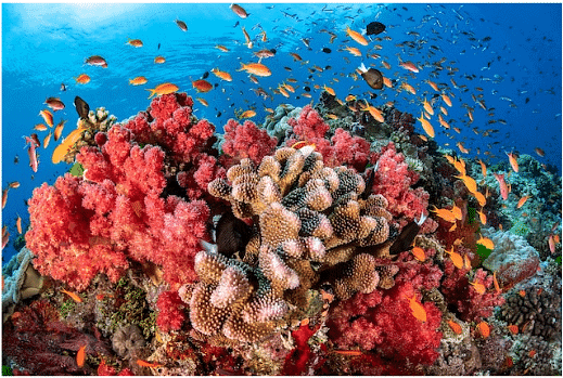 Coral Reefs & Coral Bleaching | Geography Optional for UPSC