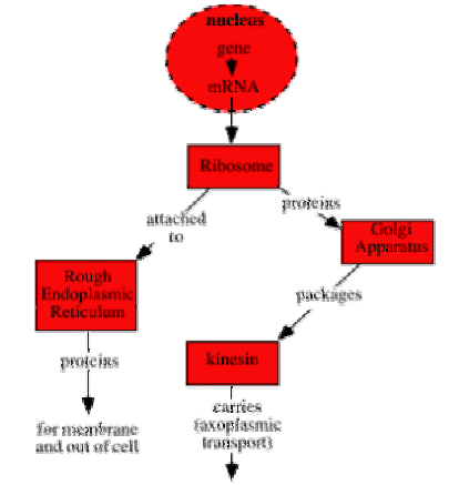 Neuronal Internal Structures