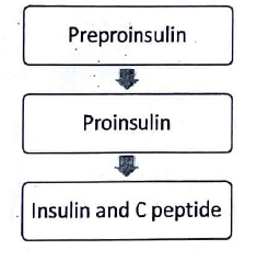 Hormones | Medical Science Optional Notes for UPSC