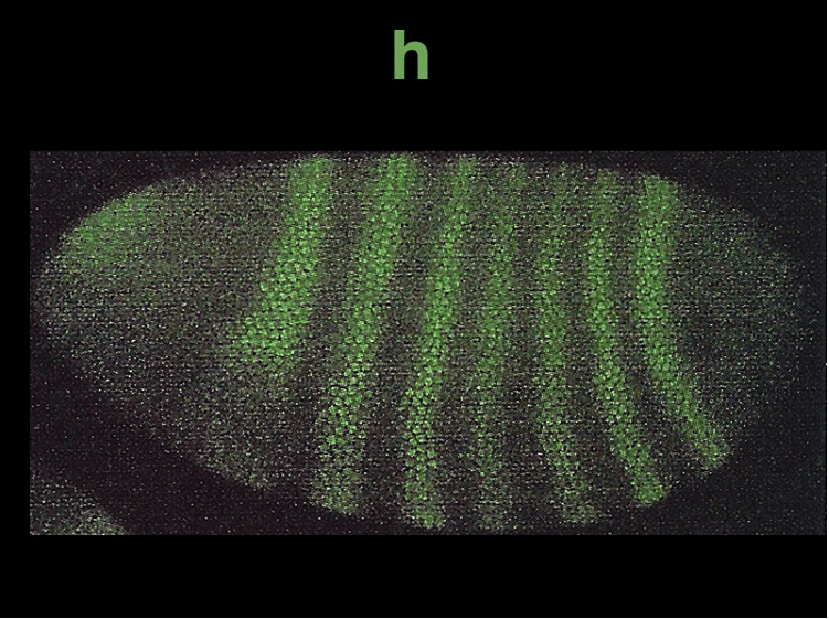 Development of Genetics | Botany Optional for UPSC
