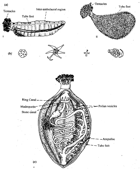 Echinodermata: Locomotion | Zoology Optional Notes for UPSC
