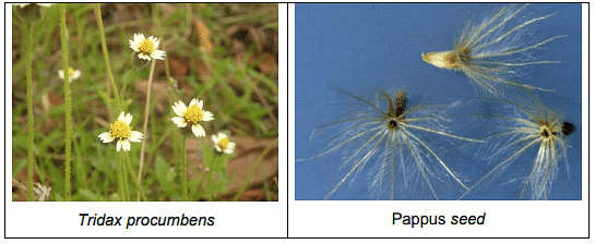 Propagation and Dissemination of Weed Seeds | Agriculture Optional for UPSC