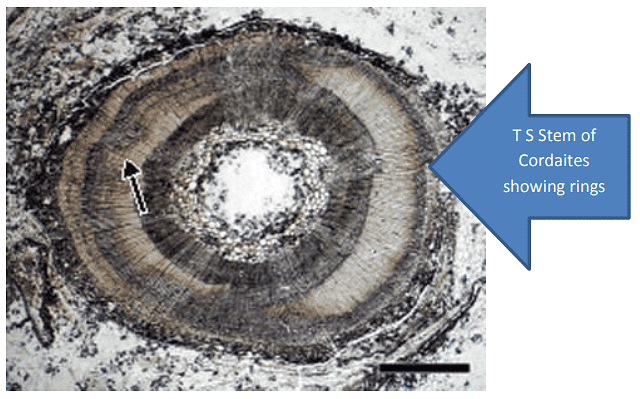 Type of Fossils and their Study Techniques | Botany Optional for UPSC