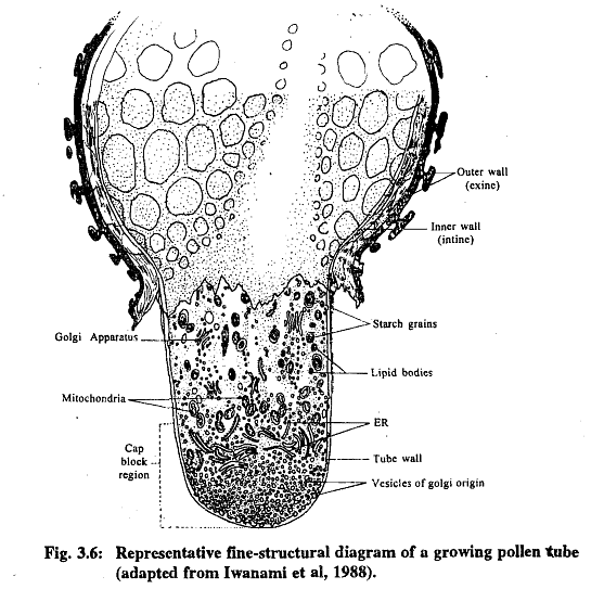 Pollination & Fertilization | Botany Optional for UPSC
