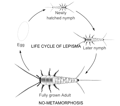 Arthropoda: Metamorphosis in insects and its hormonal regulation | Zoology Optional Notes for UPSC