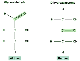Structure and Role of Carbohydrates | Zoology Optional Notes for UPSC
