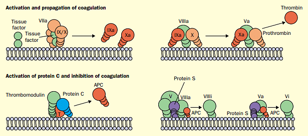 Blood Coagulation Basics | Zoology Optional Notes for UPSC