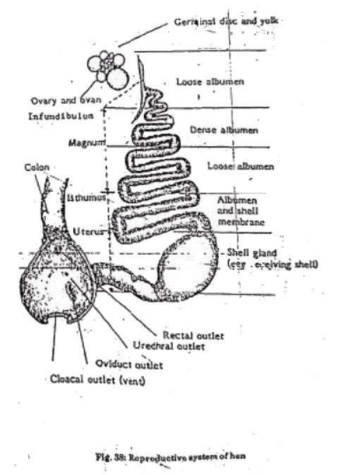 Functional Anatomy in Relation to Respiration and Flying, Digestion, and Egg Production | Animal Husbandry & Veterinary Science Optional for UPSC