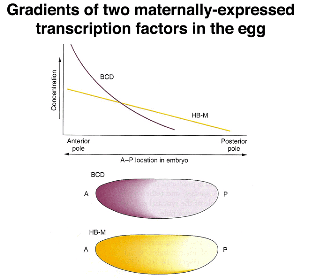 Development of Genetics | Botany Optional for UPSC