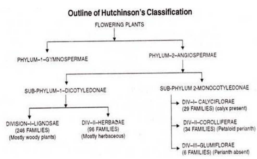 Origin and Evolution of Angiosperms | Botany Optional for UPSC