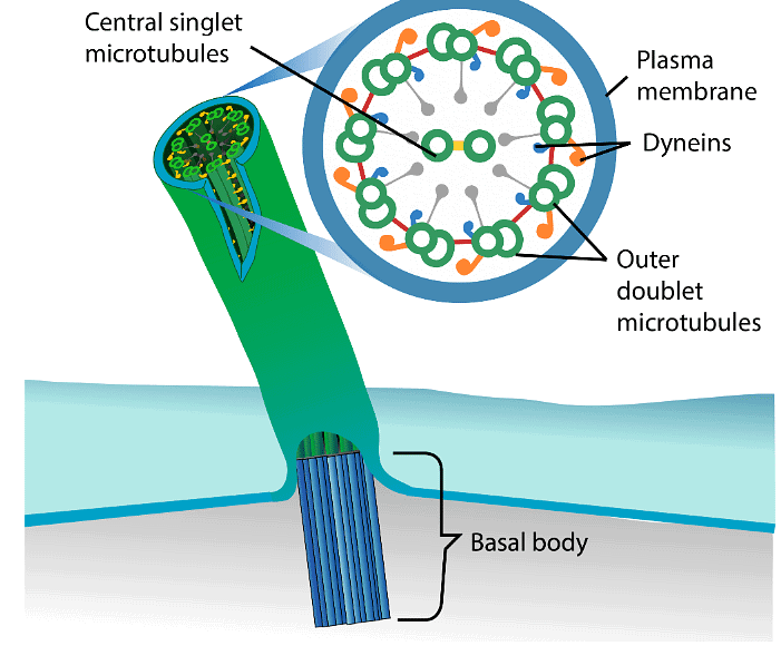 Cytoskelaton and Microtubules | Botany Optional for UPSC