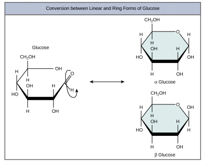 Structure and Role of Carbohydrates | Zoology Optional Notes for UPSC
