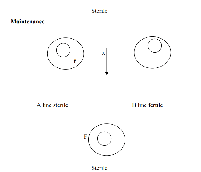 Incompatibility and Male Sterility and their Utilization in Crop Improvement - 2 | Agriculture Optional for UPSC