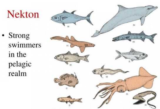 Nekton