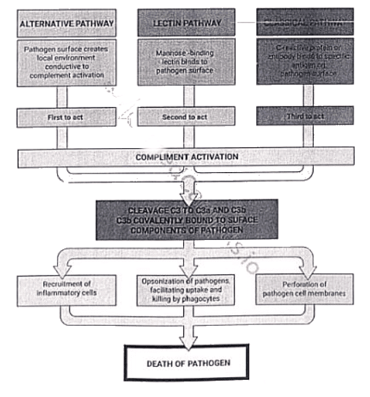 Immunology | Medical Science Optional Notes for UPSC