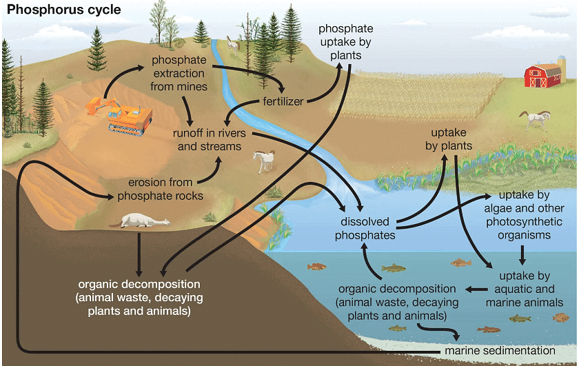 Biogeochemical Cycles | Botany Optional for UPSC