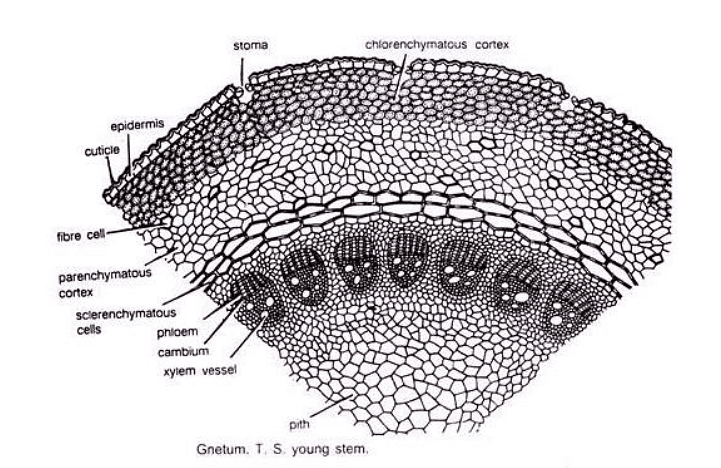 Type of Fossils and their Study Techniques | Botany Optional for UPSC