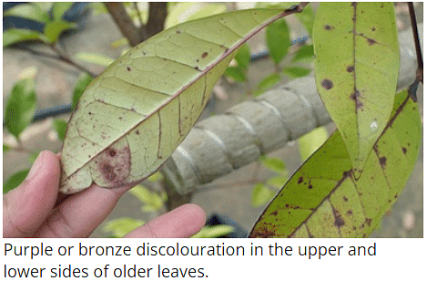 Mineral Deficiencies | Botany Optional for UPSC