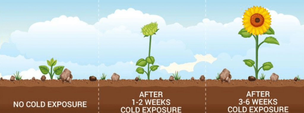 Photoperiodism, Vernalilzation and Seed Dormancy | Agriculture Optional for UPSC
