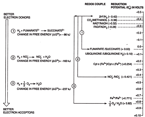 Basic Principles of Energy Conservation | Zoology Optional Notes for UPSC