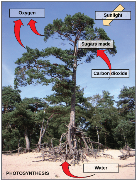Respiration & Types of Respiration | Botany Optional for UPSC