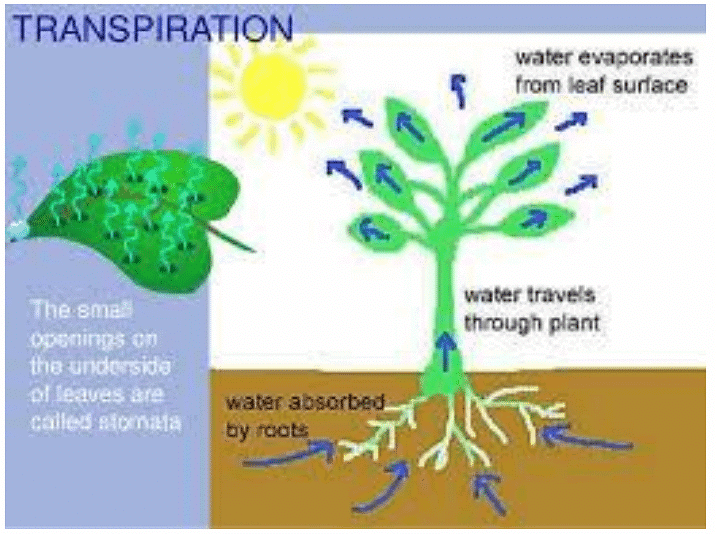 Water Transport and Mineral Nutrition | Botany Optional for UPSC