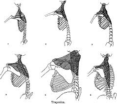 Primate Adaptations (Arboreal and Terrestrial) | Anthropology Optional for UPSC