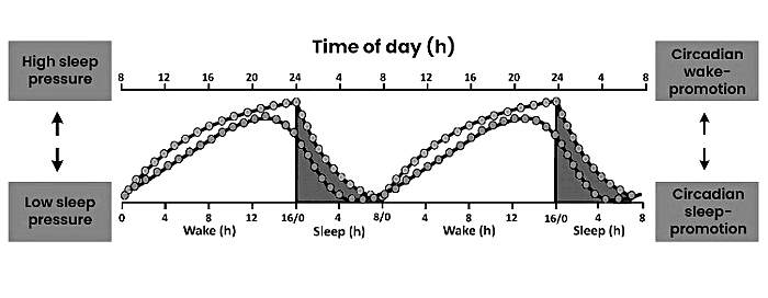 Study of Consciousness Sleep Wake Schedules | Psychology for UPSC Optional (Notes)