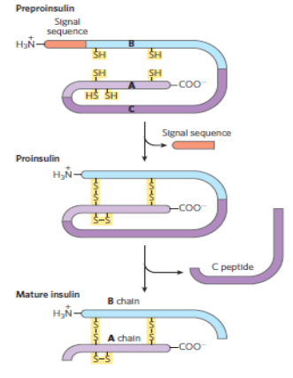 Hormones: Definitions and Classification | Zoology Optional Notes for UPSC